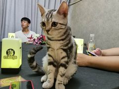 -猫尾侦探俱乐部·剧本杀·狼人杀