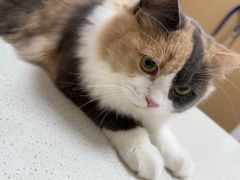 -瑞派康怡24h宠物医院·犬猫医疗中心·微创绝育(瑞景分院)