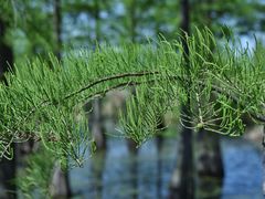 -池杉湖湿地公园