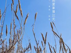 -桃花岛景观公园