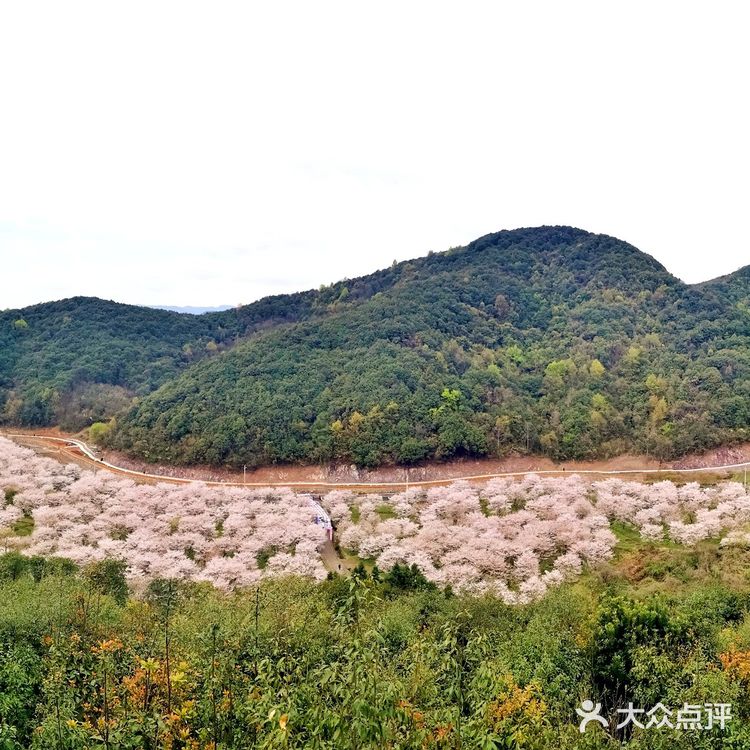 章镇张村樱花谷图片