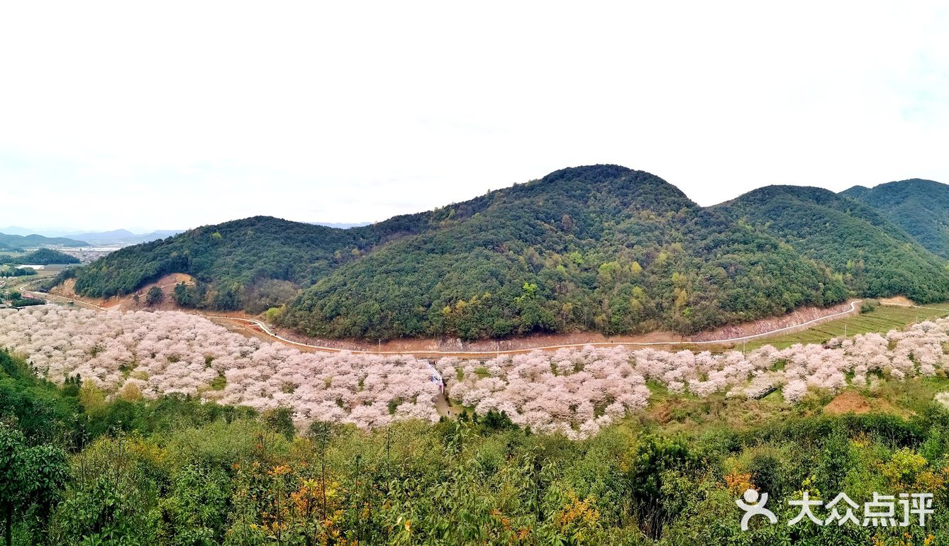 上虞章镇张村樱花谷