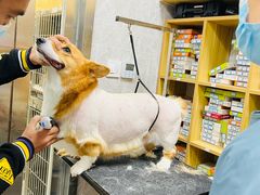 -爱佳宠物中心医院24H·CT·骨外科·猫专科(瑶海万达店)