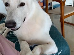 -宠物之家Pets Home 宠物寄养酒店