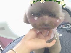 -芭比堂动物医院·24小时·眼科中心(深圳中心)