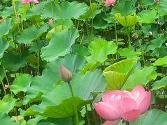 -沐仙湖湿地公园