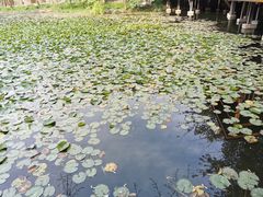 -巴山一绝烤全羊(三圣乡刘家花园店)