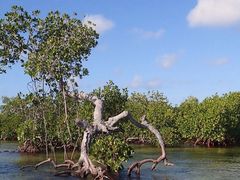 -北海金海湾红树林生态旅游区
