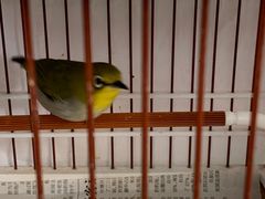 -万商花鸟市场