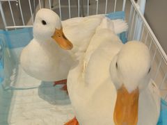 -怪兽屋·羊驼·猫咖·狗咖(俊华广场店)