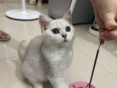 -lincat·猫舍(广州店)