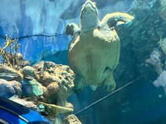 -上海海洋水族馆