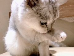 -藏猫猫咖啡主题馆(中央大道店)