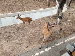 -清迈夜间动物园