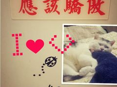-猫小院猫主题咖啡厅(北锣店)