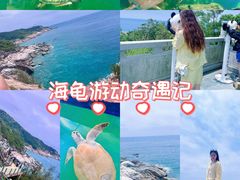 -广东惠东海龟国家级自然保护区