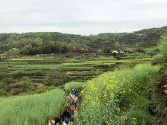 -桑洲油菜花景区