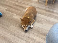 -柴迷FANS CLUB·柴犬狗咖·猫咖