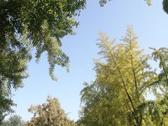 -三里屯东五街银杏大道