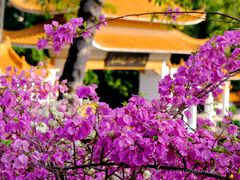 -深圳市中科院仙湖植物园
