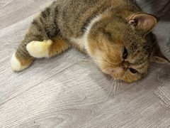 -BABIT巴比特宠物(MOMOPARK店)