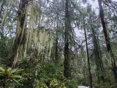 -金鼎雪山牦牛杂火锅(理县总店)