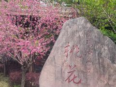 -金鸡湖桃花岛