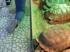 -上海大自然野生昆虫馆(东方明珠·爬宠昆虫探索中心)