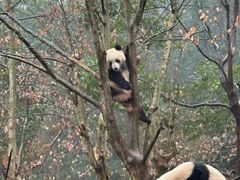 -都江堰中华大熊猫苑
