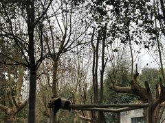 -都江堰中华大熊猫苑