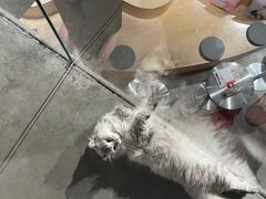 -more than meow吴止猫主题餐厅(承德 中船汇店)