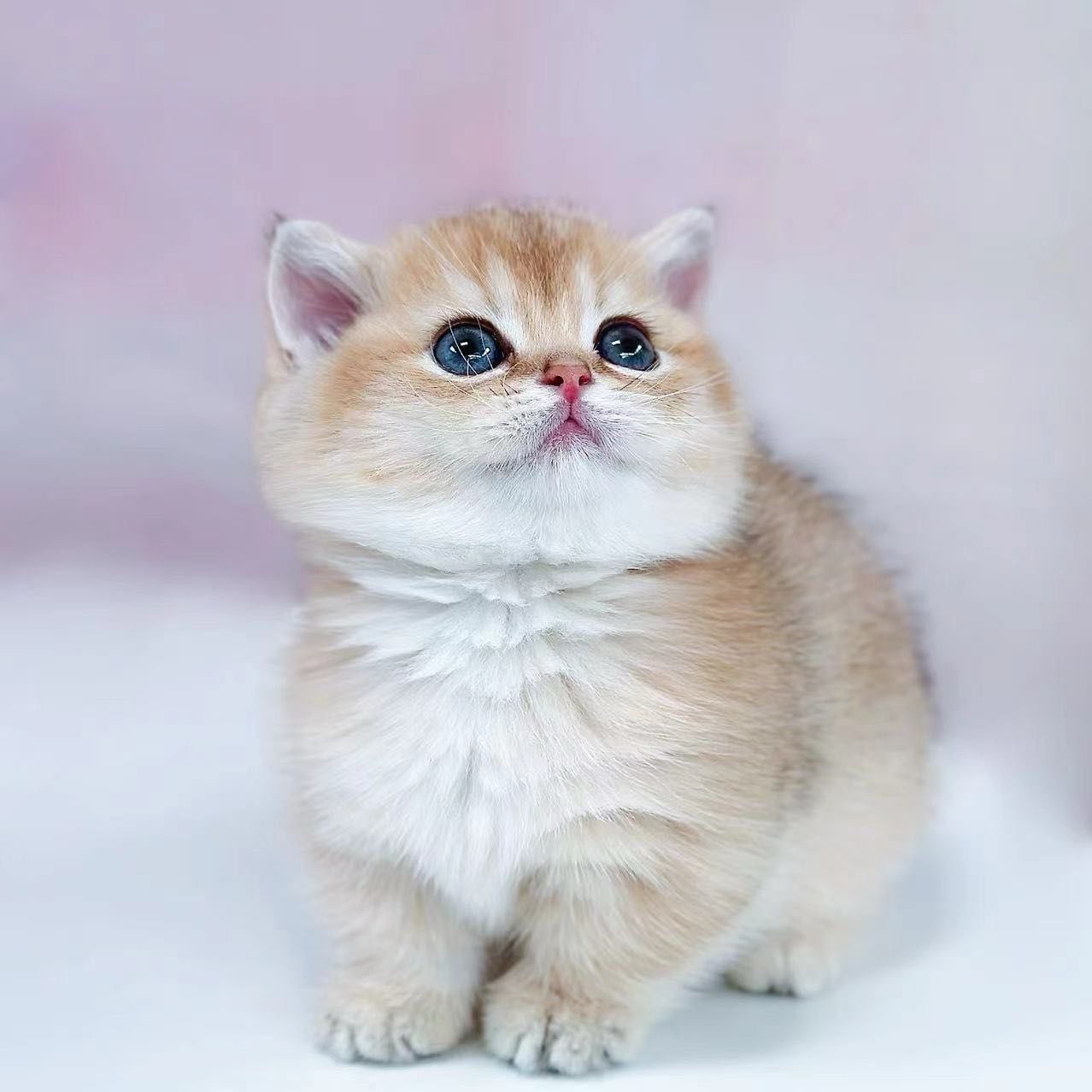 曼基康金渐层弟弟