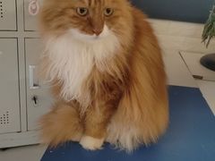 -平行世界·猫咖(首经贸店)