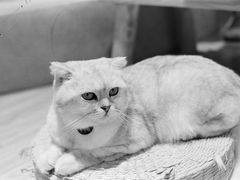 -啵啵喵·猫咖(攀华国际店)