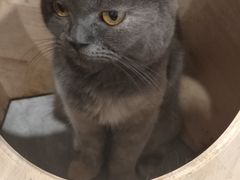 -楼上猫咖(罗湖店)
