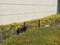 -行者书屋大堂吧 ·下午茶(南京圣和府邸酒店)