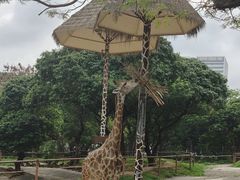 -深圳野生动物园