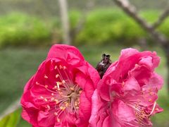 -天适樱花悠乐园