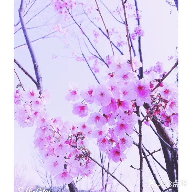 太湖佳绝处,最美在鼋头🌸