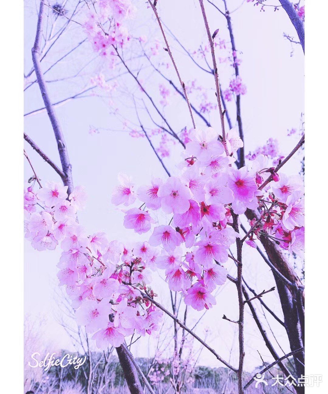 太湖佳绝处，最美在鼋头🌸