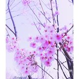 太湖佳绝处，最美在鼋头🌸