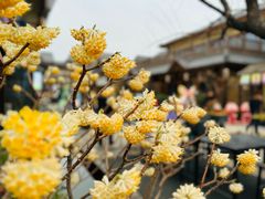 -诗经里