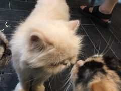 -猫色咖啡·猫咖