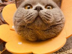 -伟伟宠物医院·瑞派猫友好医院·猫科(光谷店)