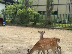 -奈良公园