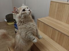 -唐小姐の私宠·宠物洗护美容·撸猫馆·购宠(周浦万达旗舰店)