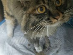 小猫住院了-康乐宝动物医院