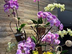 -广州白天鹅宾馆