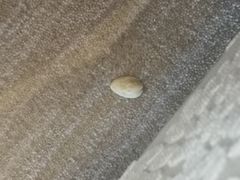 -广交会威斯汀酒店