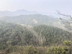 -千年银杏谷文化旅游区